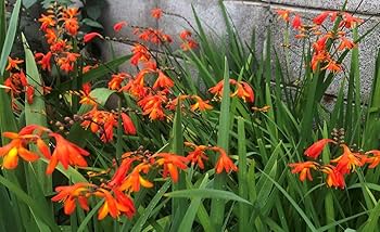 Amazon.co.jp: ヒメヒオウギズイセン（姫檜扇水仙）秋植え珍しい赤系